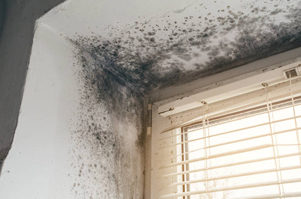 Affordable Mold Cleanup solutions in Stafford, VA