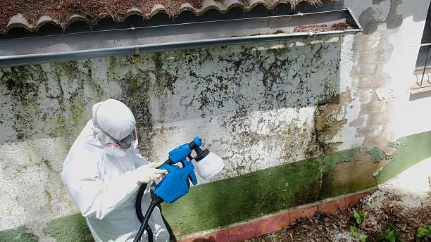 Top rated local Mold Cleanup specialists in Stafford, VA